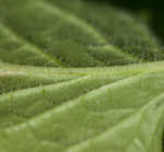 Common nipplewort